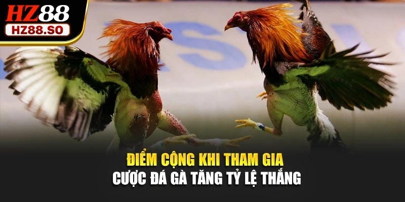 Điểm cộng khi tham gia cược đá gà tăng tỷ lệ thắng