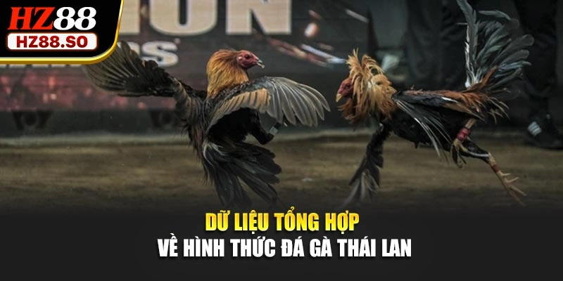 Dữ liệu tổng hợp về hình thức đá gà Thái Lan
