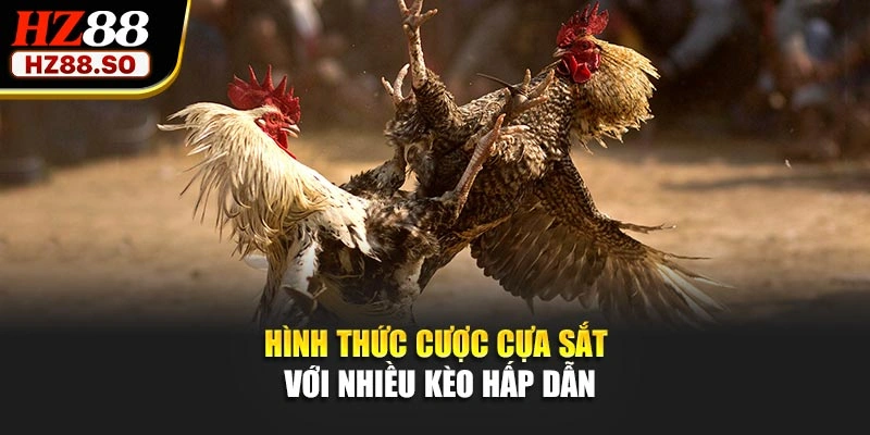 Hình thức cược cựa sắt với nhiều kèo hấp dẫn